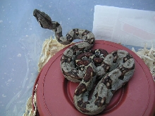 Baby Light Mex/CR boa born 6/11