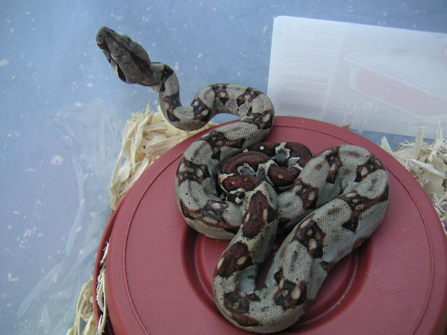 Baby Light Mex/CR boa born 6/11