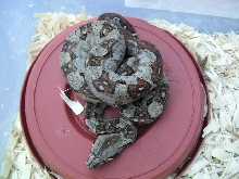 Baby Grey Mex/CR boa born 6/11