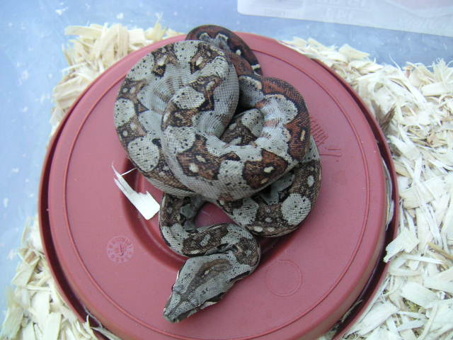 Baby Grey Mex/CR boa born 6/11