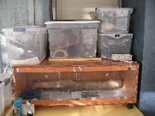 Herp Room - Right Side Top