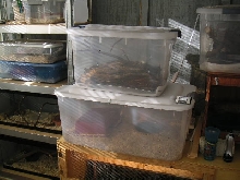 Herp Room - Center