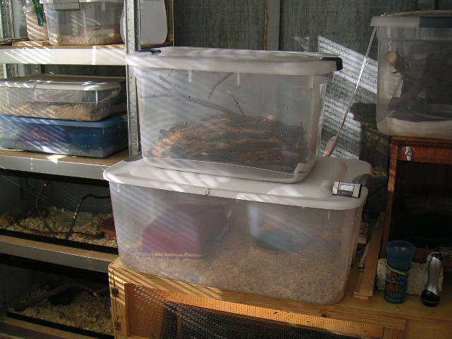 Herp Room - Center