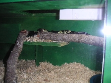 Female Tiger Rat Basking