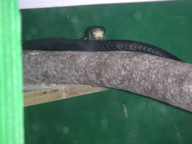Female Tiger Rat Basking