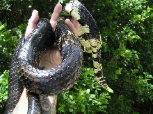 Big female tiger rat