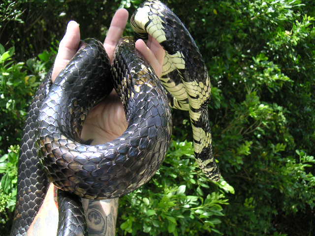 Big female tiger rat