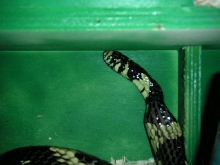 Adult Female Tiger Rat Swallowing