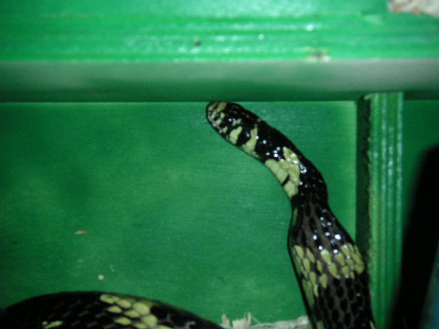 Adult Female Tiger Rat Swallowing
