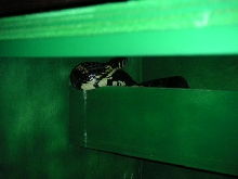 Adult Male Tiger Rat Swallowing