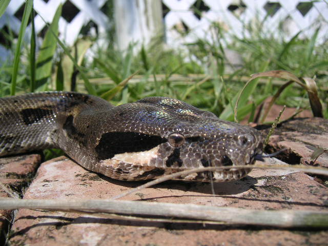 CA Female Head