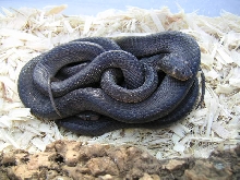 Black T. Dhara