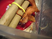 Dark Orange Amazon Tree Boa Baby