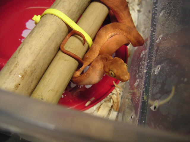 Dark Orange Amazon Tree Boa Baby