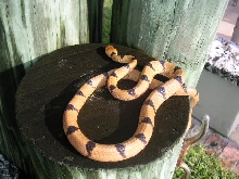 Female Eastern Tiger - body shot