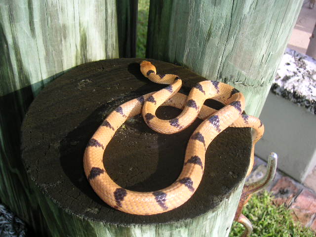 Female Eastern Tiger - body shot