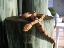 Female Eastern Tiger