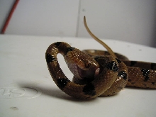 Female Eastern Tiger Eating