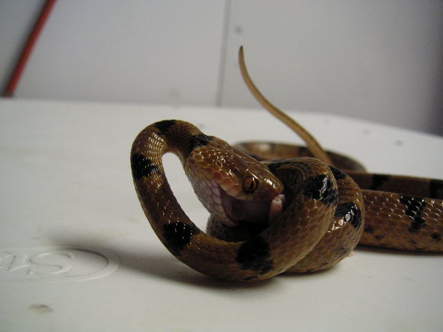 Female Eastern Tiger Eating