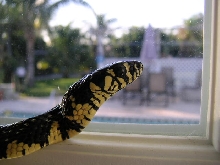 Tiger Rat Snake male