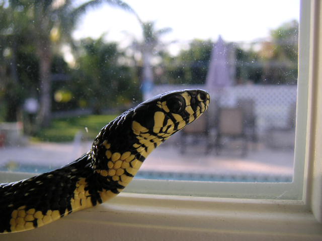 Tiger Rat Snake male