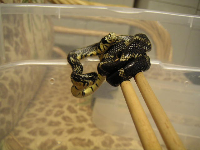 Female Tiger Rat