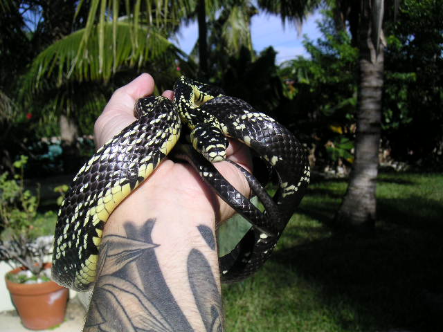 Herminey Spilotes female