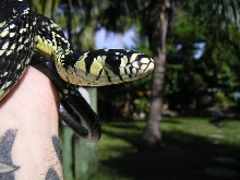 Herminey Spilotes female 2