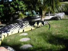 Herminey Spilotes female 3