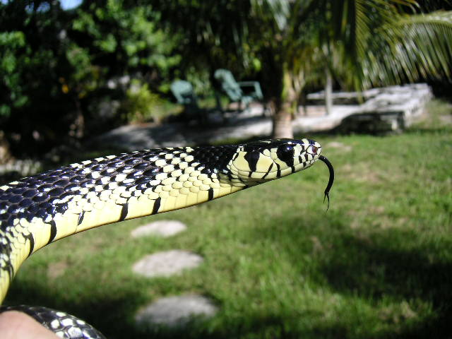 Herminey Spilotes female 3