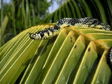 female juvie spilotes - head