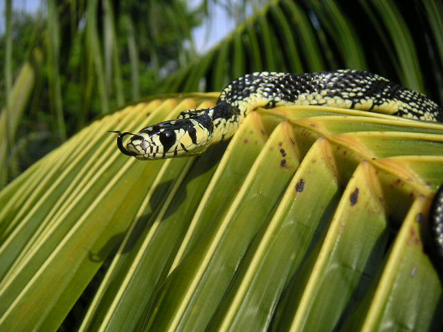 female juvie spilotes - head