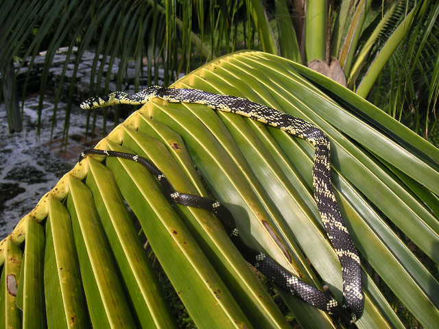 female juvie spilotes - body