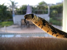 Tiger Rat Snake female