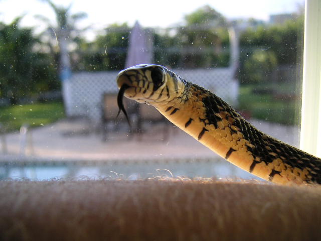Tiger Rat Snake female