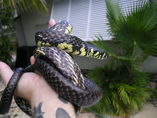 killer on arm