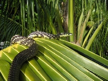 male juvie spilotes - body