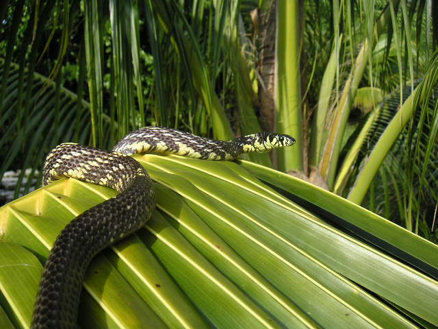male juvie spilotes - body