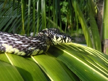 male juvie spilotes - threat