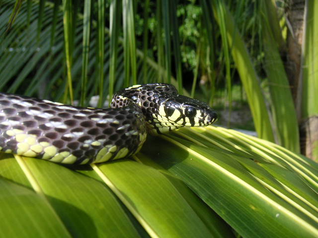 male juvie spilotes - threat