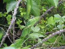 Cuban Knight Anole