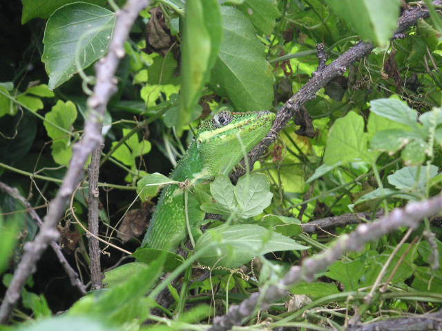 Cuban Knight Anole