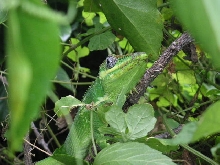 Cuban Knight Anole