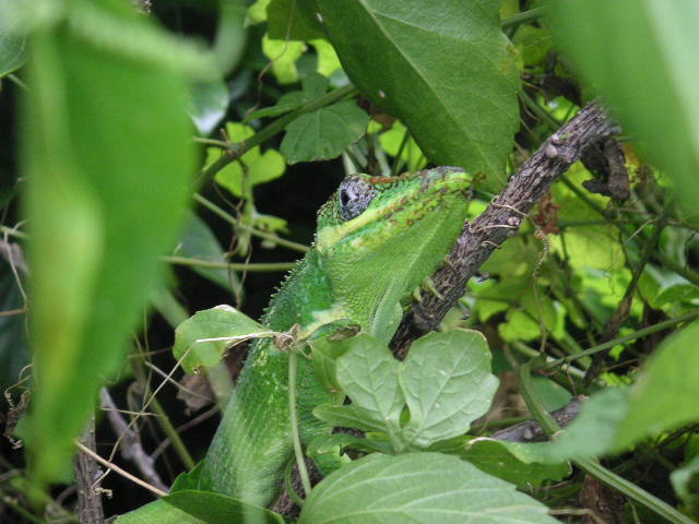 Cuban Knight Anole
