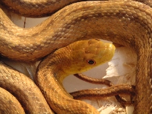 S FL Yellow Rat