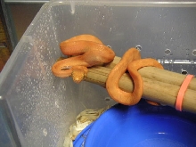 Light Orange Amazon Tree Boa Baby