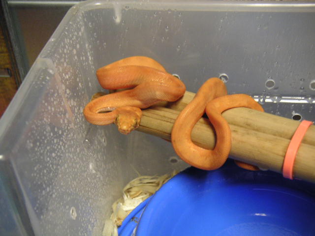 Light Orange Amazon Tree Boa Baby
