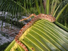 Palm Beach County Corn Snake - body