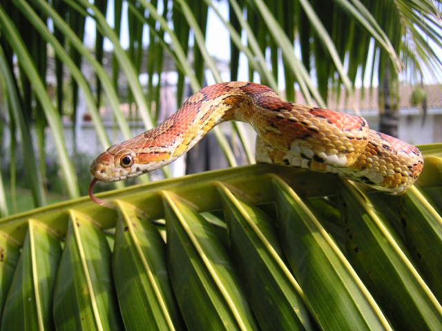 Palm Beach County Corn Snake - head