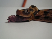 Male Eastern Tiger Eating
